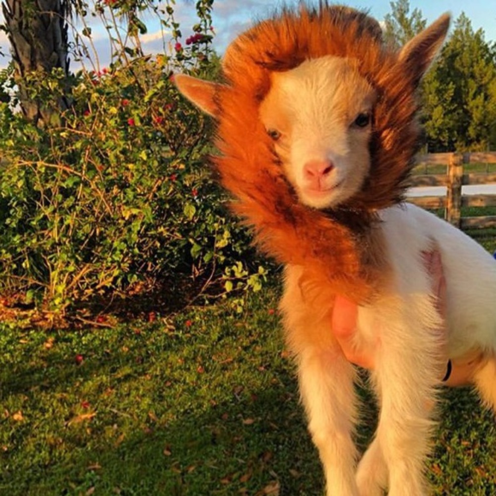 Meet your Posher, Piper